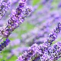 calm wild lavender